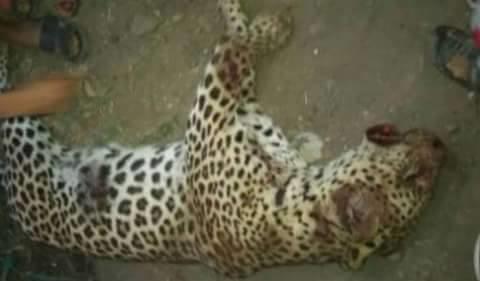 «نمر» يلتهم طفلة بالعياط