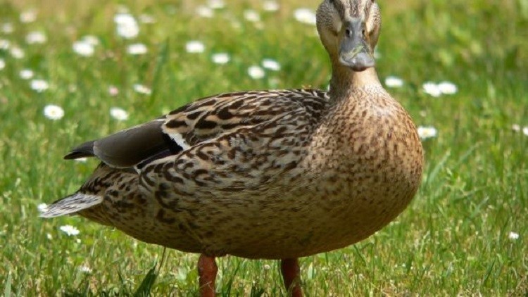 بالفيديو.. عناد بطة ينهي مباراة لكرة القدم