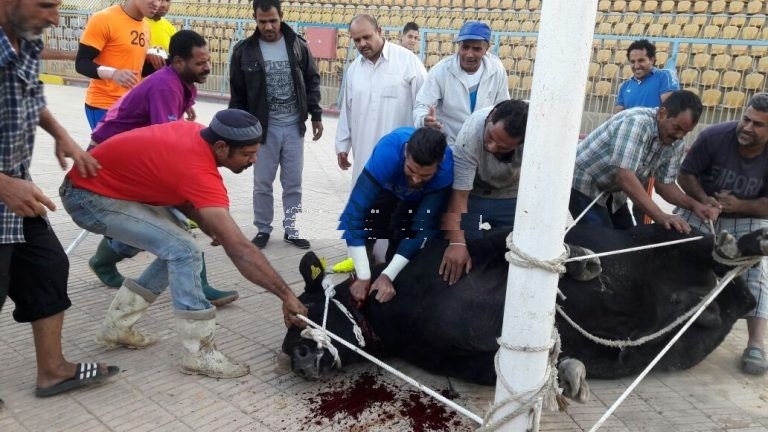 محمد صبحي يذبح عجل وينتظم في مران الدراويش