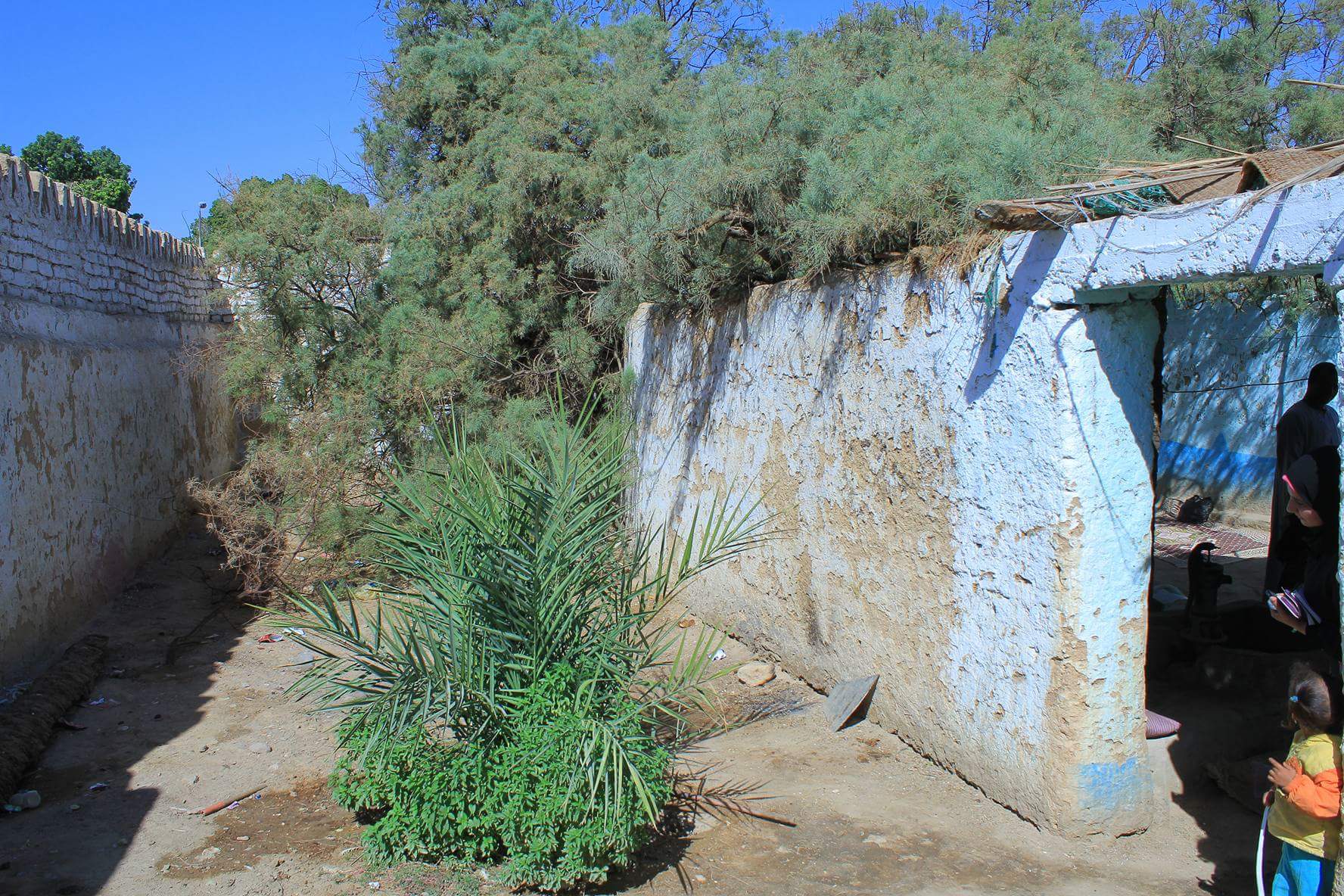 شجرة الشيخ سليمان في قنا .. حكايات وأسرار