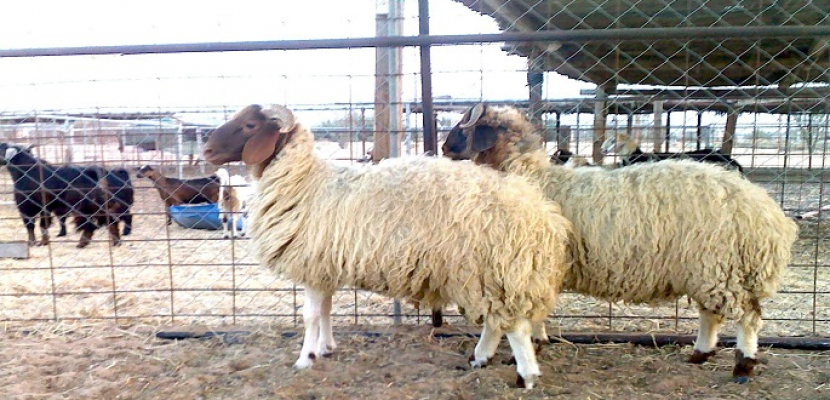 وزارة الأوقاف تطلق خدمة توصيل صكوك الأضاحى للمنازل