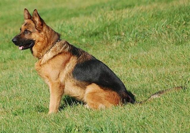 500 ألف جنيه غرامة مخالفة قانون حيازة الكلاب والحيوانات الخطرة