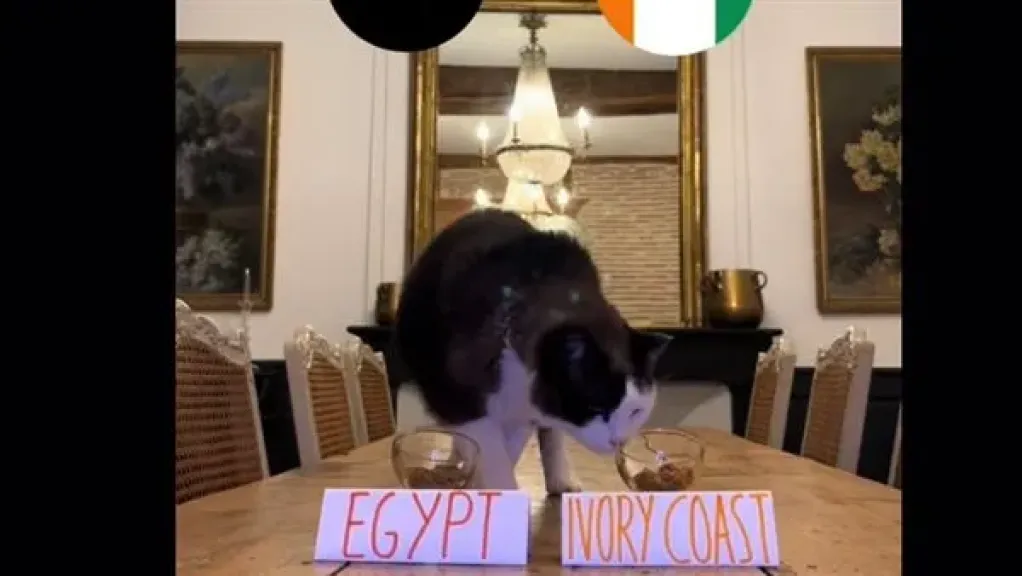 القط نيمبوس يتوقع نتيجة مباراة مصر وكوت ديفوار